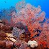曾经被认为是单一物种的珊瑚实际上是两个