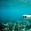 无人机有望加快与用于海洋调查的水下机器人的通信