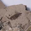 保存在琥珀中的有趣昆虫化石