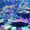 最大的珊瑚礁研究为气候变化破坏带来希望