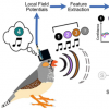 实验预测鸟类会根据大脑信号唱歌的音节