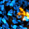 加州理工学院使用干细胞创建胚胎样结构