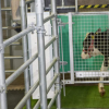 研究人员创造了一个MooLoo来训练奶牛