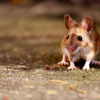加州理工学院的实验证明老鼠的学习速度比我们想象的要快