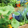 为您的花园提供6种有机害虫防治解决方案