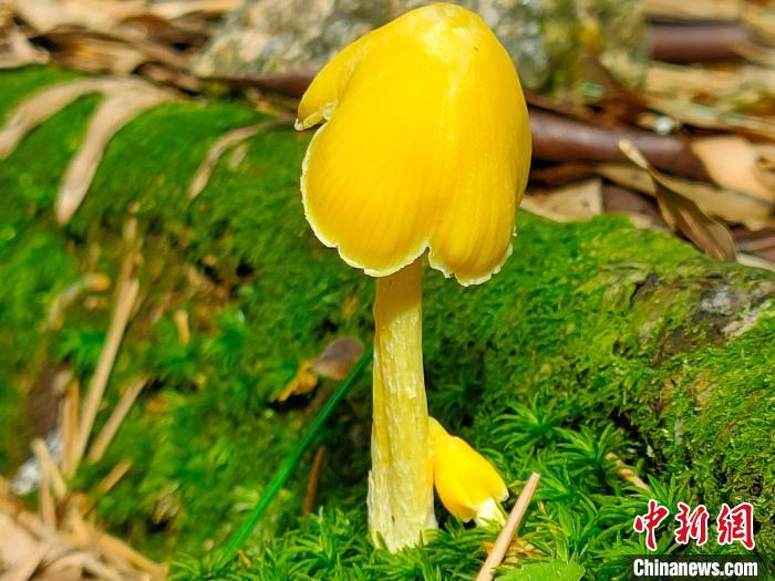 安徽黄山调查发现大型真菌421种