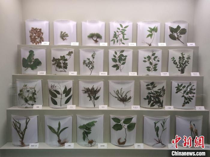 成果展展示的部分珍稀植物标本。　傅飞扬 摄