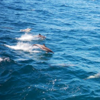 温州海域现200多条海豚嬉戏 画面太美了